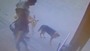 Подстреленная возле магазина в Волгограде собака лишилась глаза