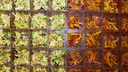 Ударим пузырьками по майонезу: чем запивать остатки новогодних салатов