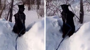 Доберман в пальто: породистого пса в наморднике и куртке бросили вблизи новосибирского приюта — видео