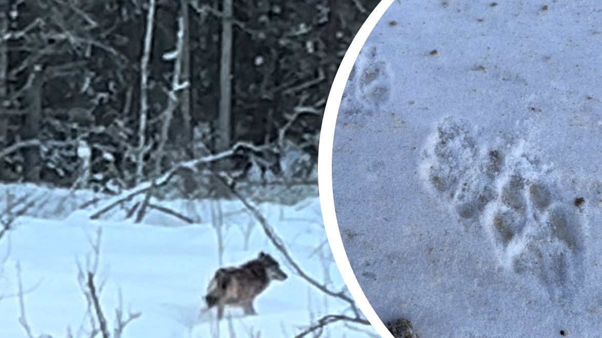 «Это беда!»: три волка вышли к людям в Ярославской области. Видео