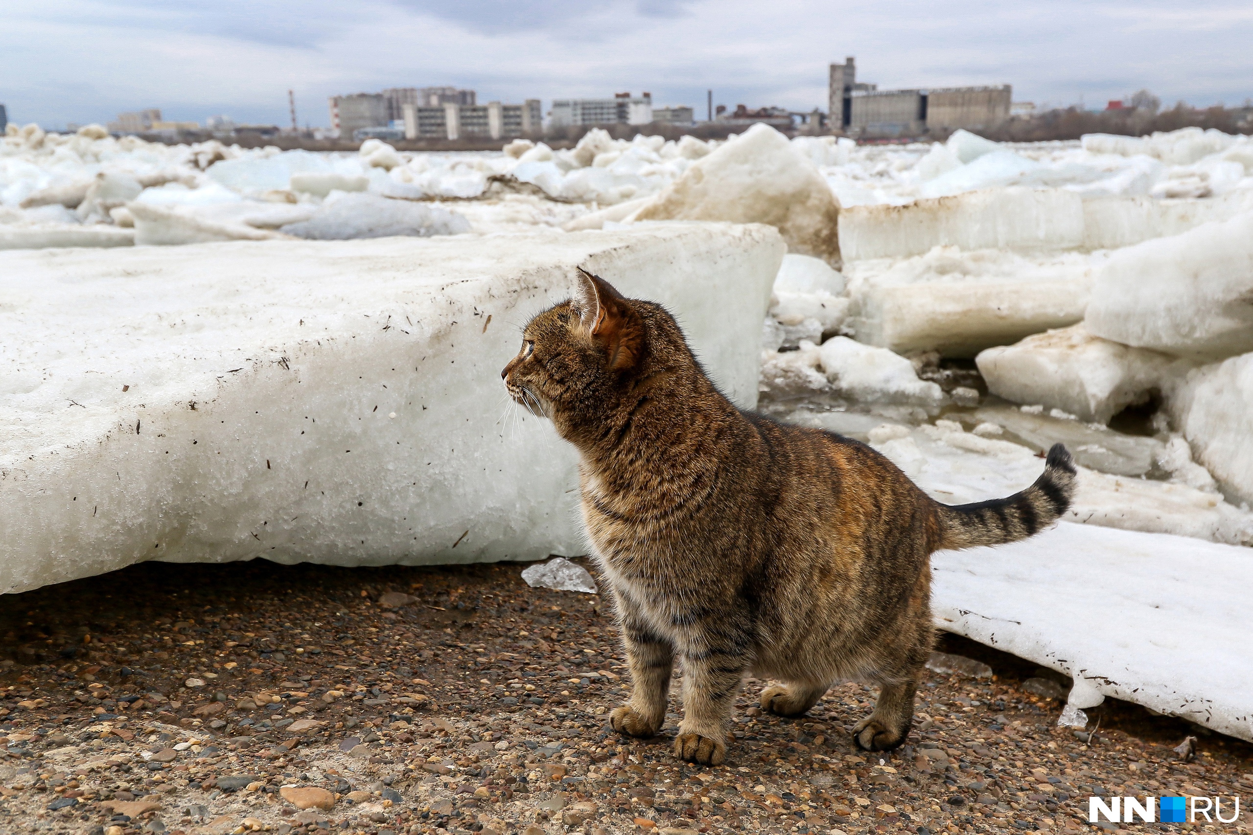 За порядком на берегу следит местная обитательница — очаровательная кошка