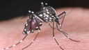 С начала года пять красноярцев вернулись из Таиланда с лихорадкой денге