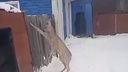 В Новосибирской области убили застрявшую в заборе косулю — видео