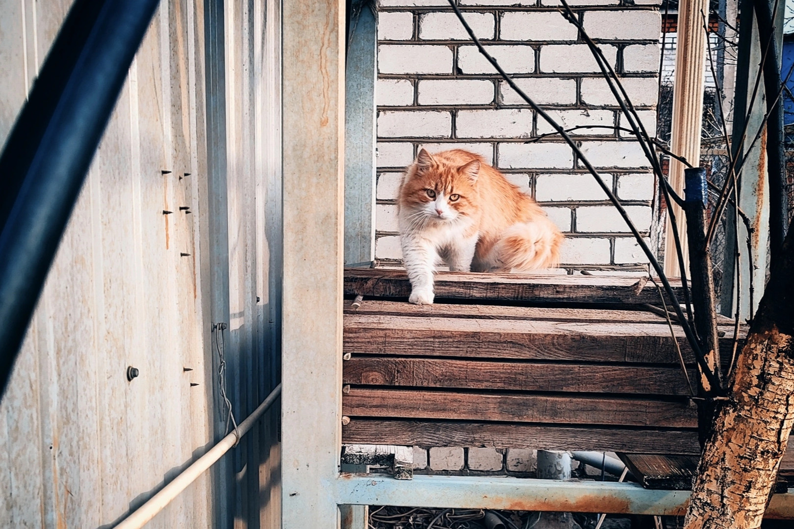 Кто не любит котиков? Кто не любит котиков?