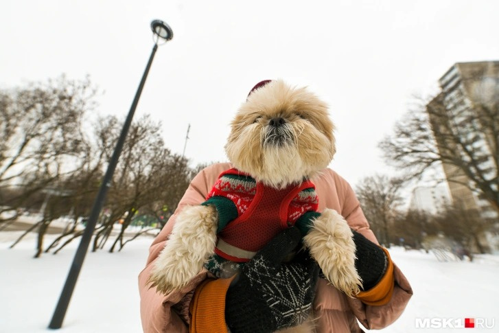 девочка не плачь минусовка. девочка не плачь егор creed. не жалею не зову не плачу ноты для фортепиано. текс песни не плач девчека. девушка плачет текст.
