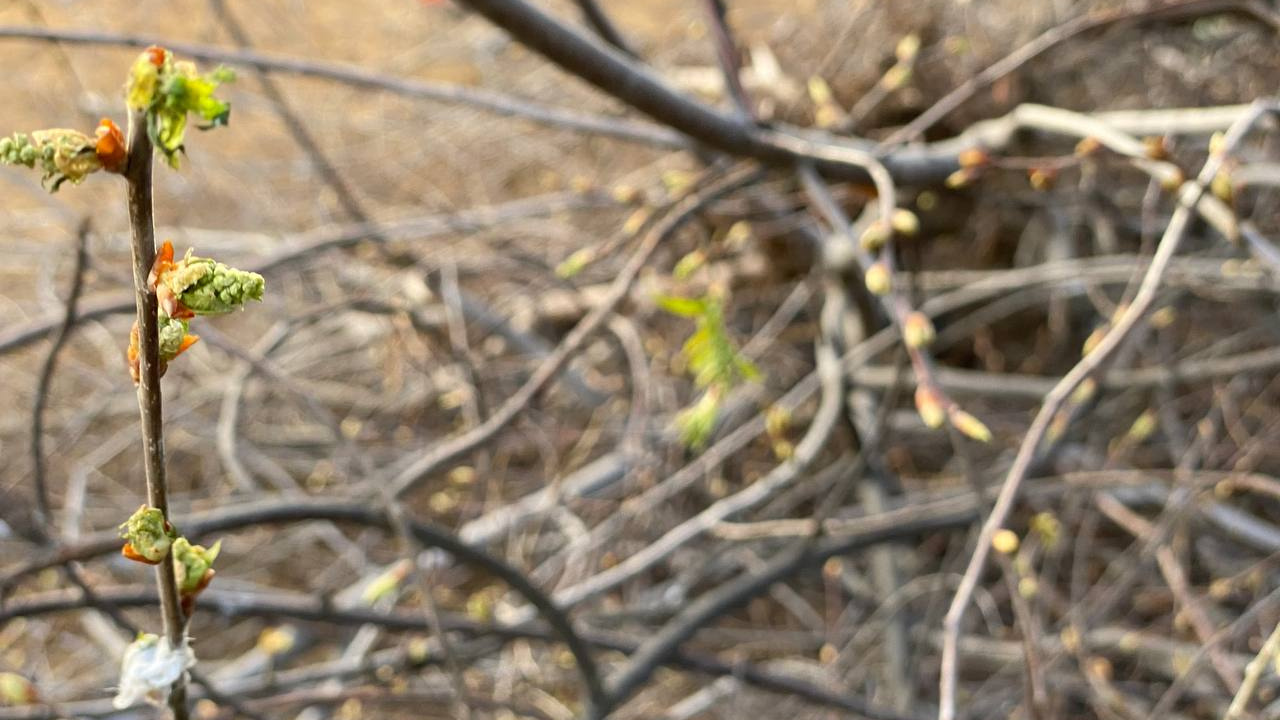 Неизвестные изуродовали деревья с набухшими почками на Журавлева в Чите