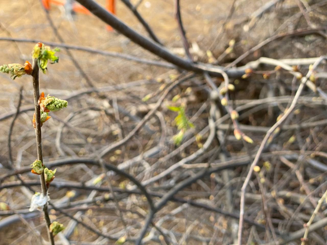 Неизвестные изуродовали деревья в Чите, обрезав ветки с почками