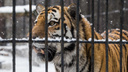 Тигр-собакоед, пойманный в Приморье, еле ходит: у хищника нашли опухоль — видео
