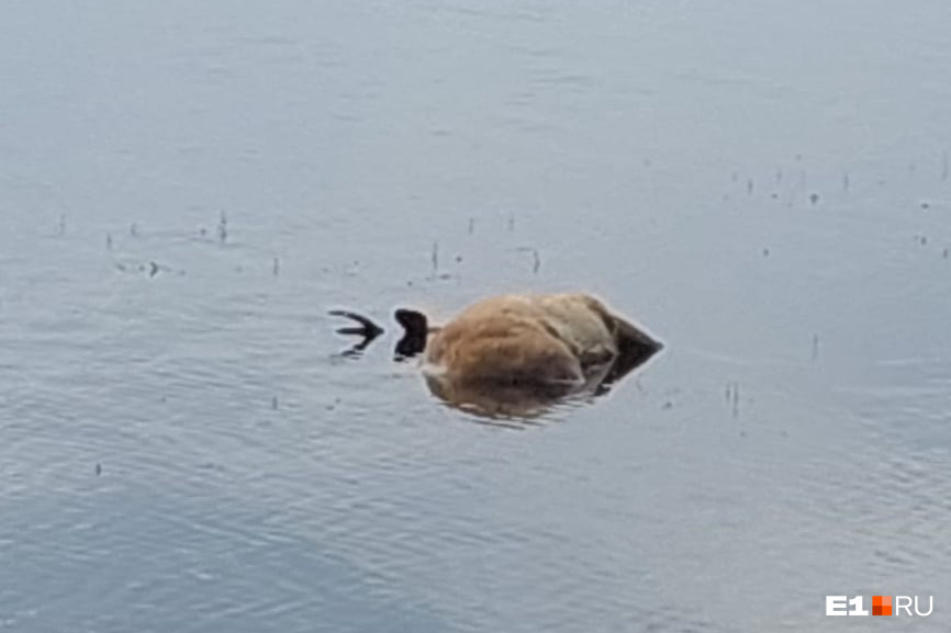 На озере Шарташ утонула косуля. Пришлось потрудиться, чтобы достать тушу животного из воды
