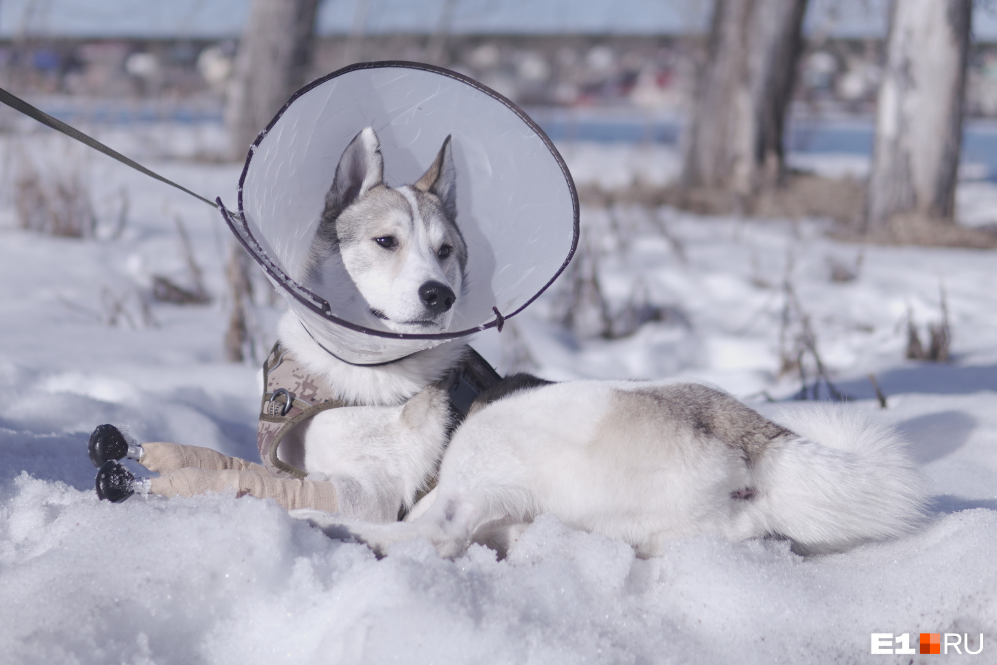 Лайка на титановых лапах: студент из Екатеринбурга помог сделать протезы собаке, попавшей в капкан