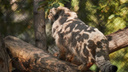 Манулы начали готовиться к зиме: один даже превратился в леопарда — разглядываем шерстку на 15 снимках