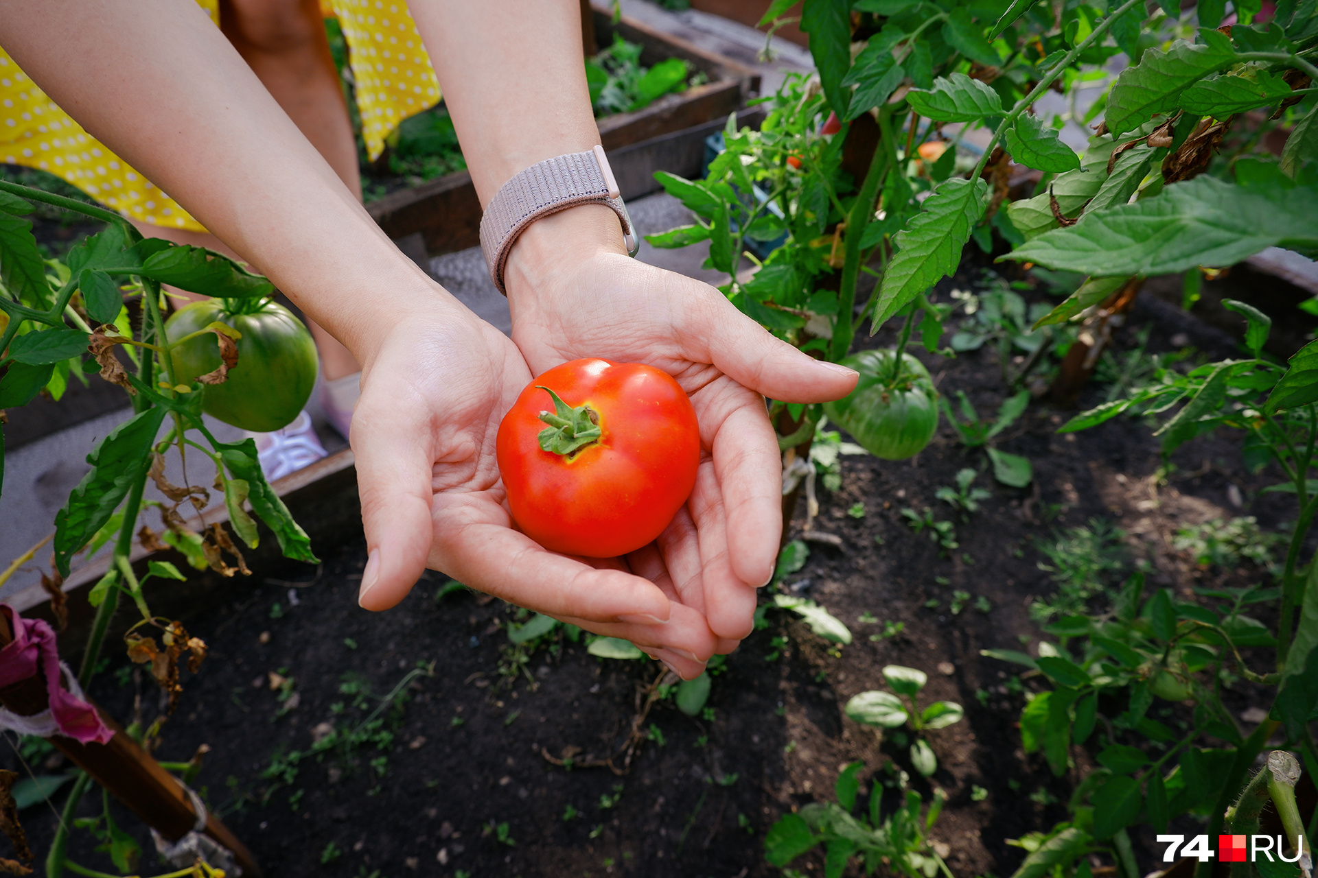 Когда собирать томаты: рвать ли помидоры зелеными, как быстро соспеть дома- 13 августа 2023 - НГС