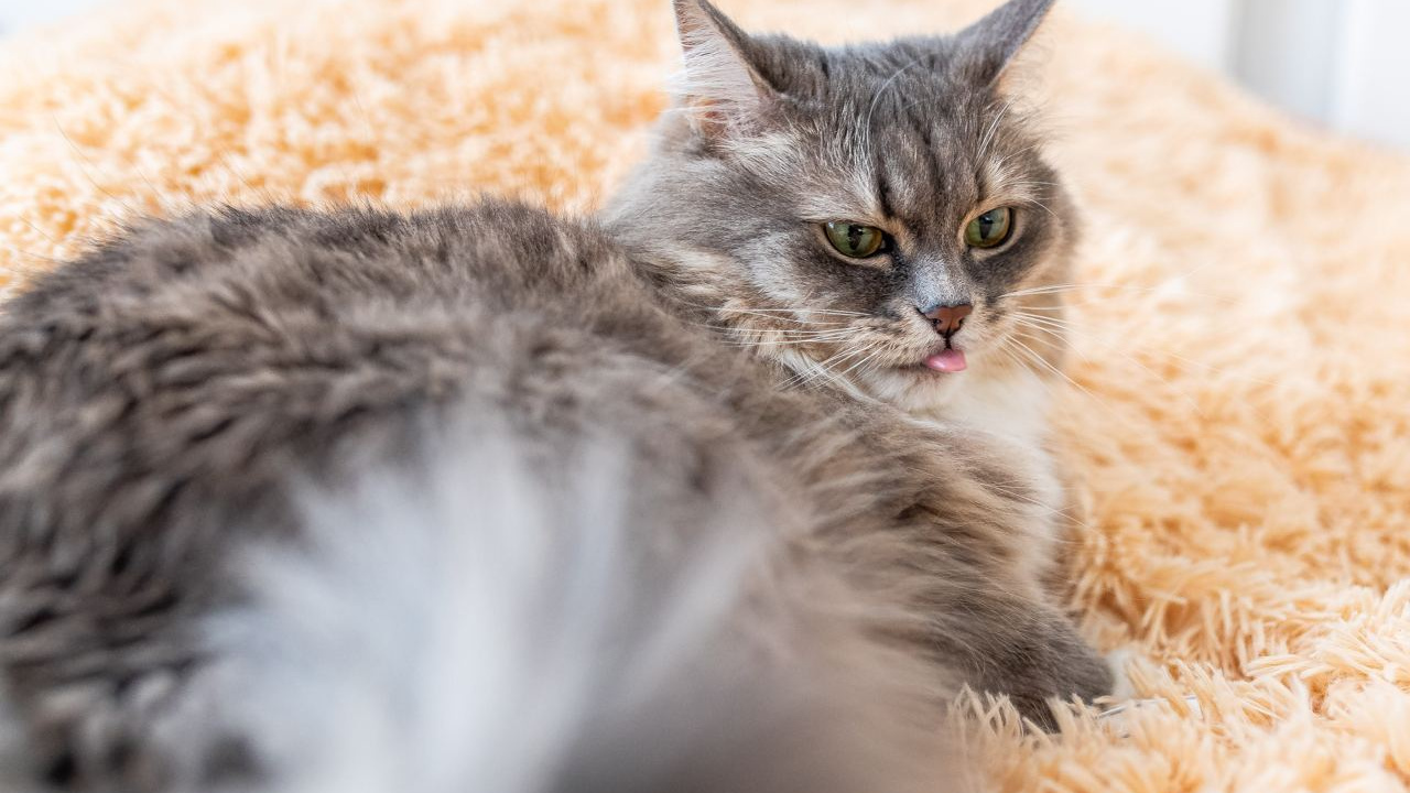«Не хватает умственной нагрузки»: почему кот всё скидывает с полок и как не стать его прислугой — советы зоопсихолога