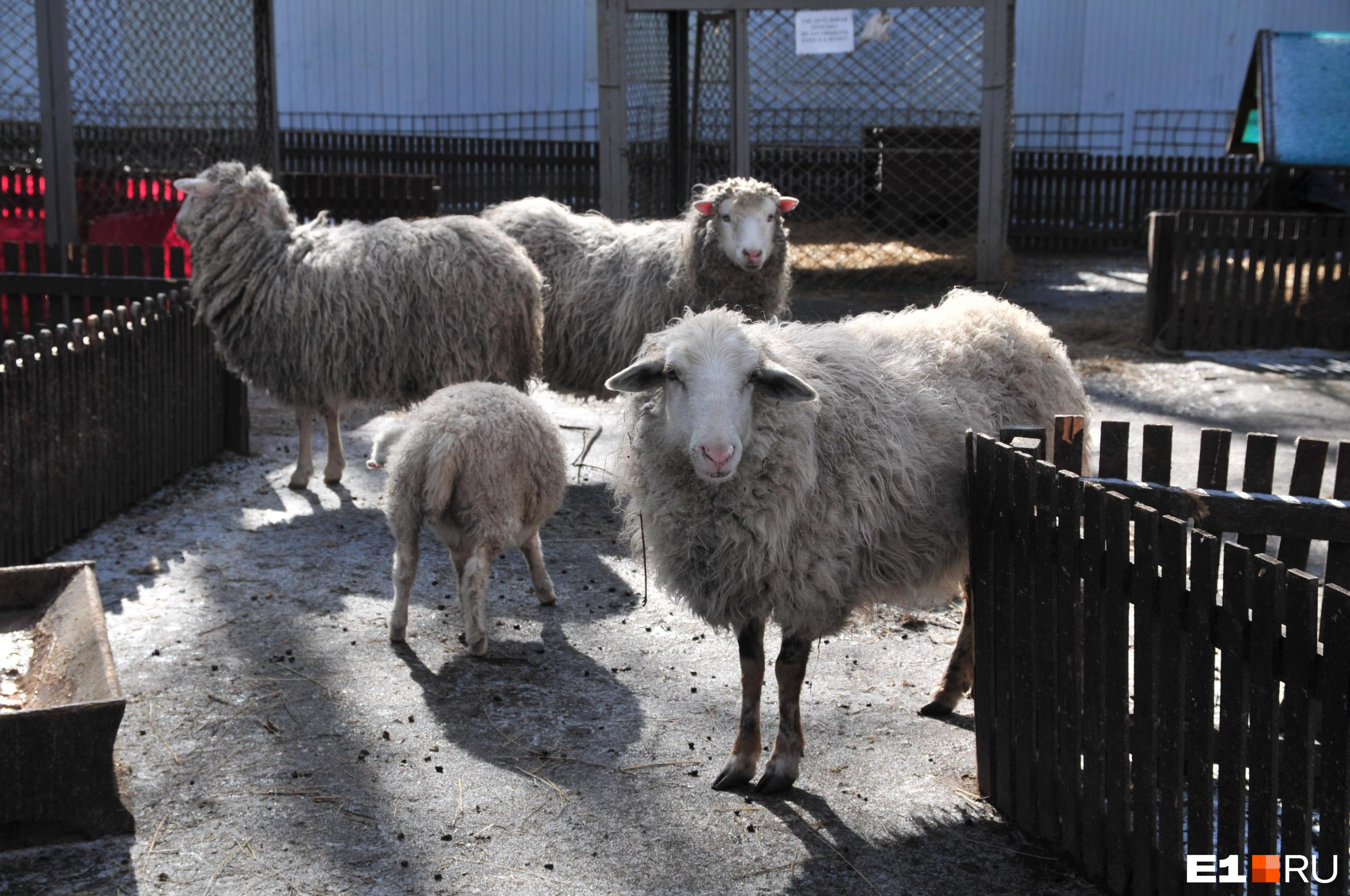 Глава Минсельхоза Бочкарев: поголовье овец в Забайкалье продолжает падать