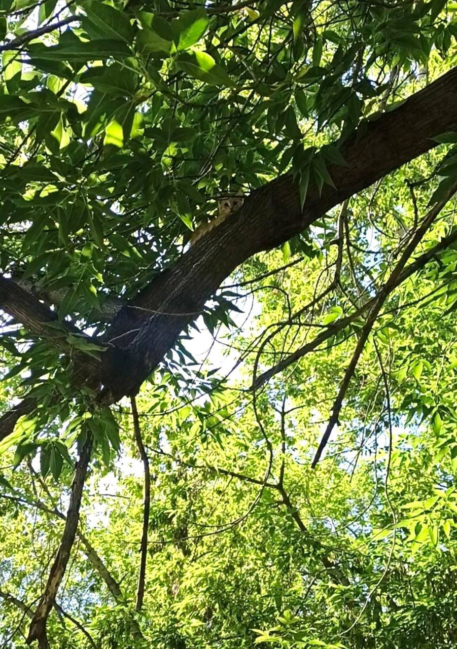 В барнаульском парке «Изумрудный» спасли котенка, который забрался на дерево — видео