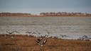Сотни диких гусей заметили в Новосибирской области — впечатляющие кадры миграции птиц