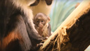 У мартышек диана родился детеныш — милое видео из Новосибирского зоопарка