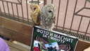В центре Челябинска разогнали нелегальных фотографов с краснокнижной совой