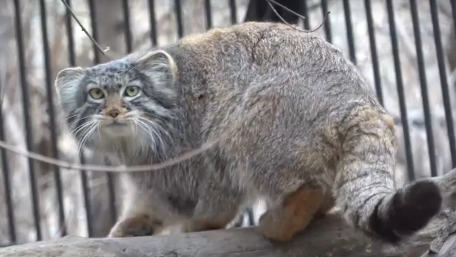 Манул из Новосибирского зоопарка вальяжно прогулялся по дереву и поточил коготки — видео с деловым котом