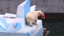 Медвежата не смогли поиграть с мамой и пошли прыгать с любимой красной лейкой — видео из зоопарка