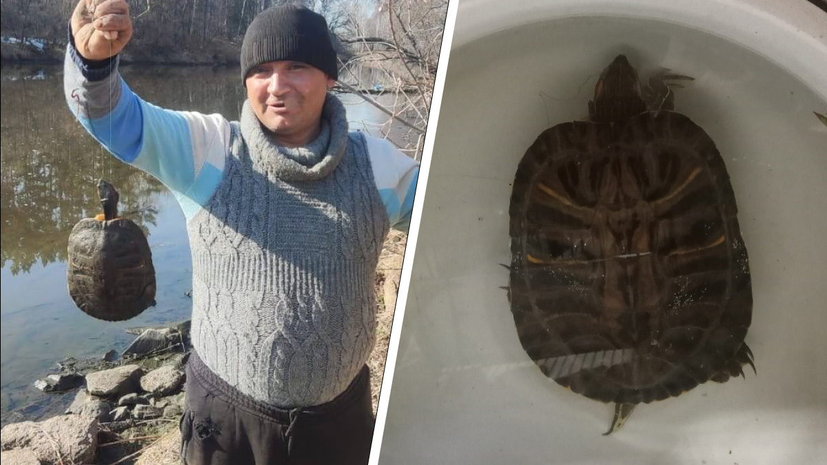 «Подумал, что хороший карп попался»: под Челябинском рыбак выловил из реки Миасс красноухую черепаху