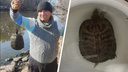 «Подумал, что хороший карп попался»: под Челябинском рыбак выловил из реки Миасс красноухую черепаху