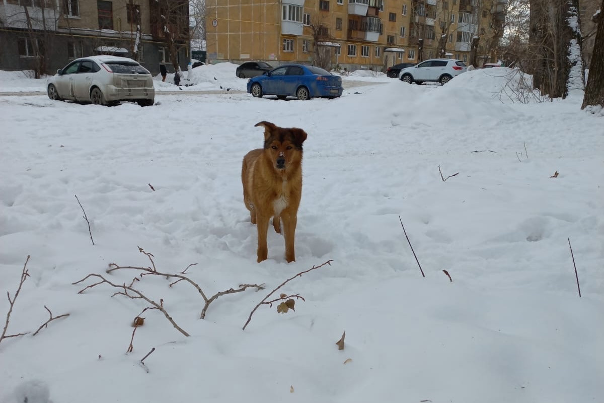 Уральский Хатико. Очень добрая собака несколько дней ждет хозяина у детсада и не дает себя спасти