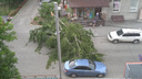 Упавшая береза повредила два припаркованных автомобиля в Новосибирске