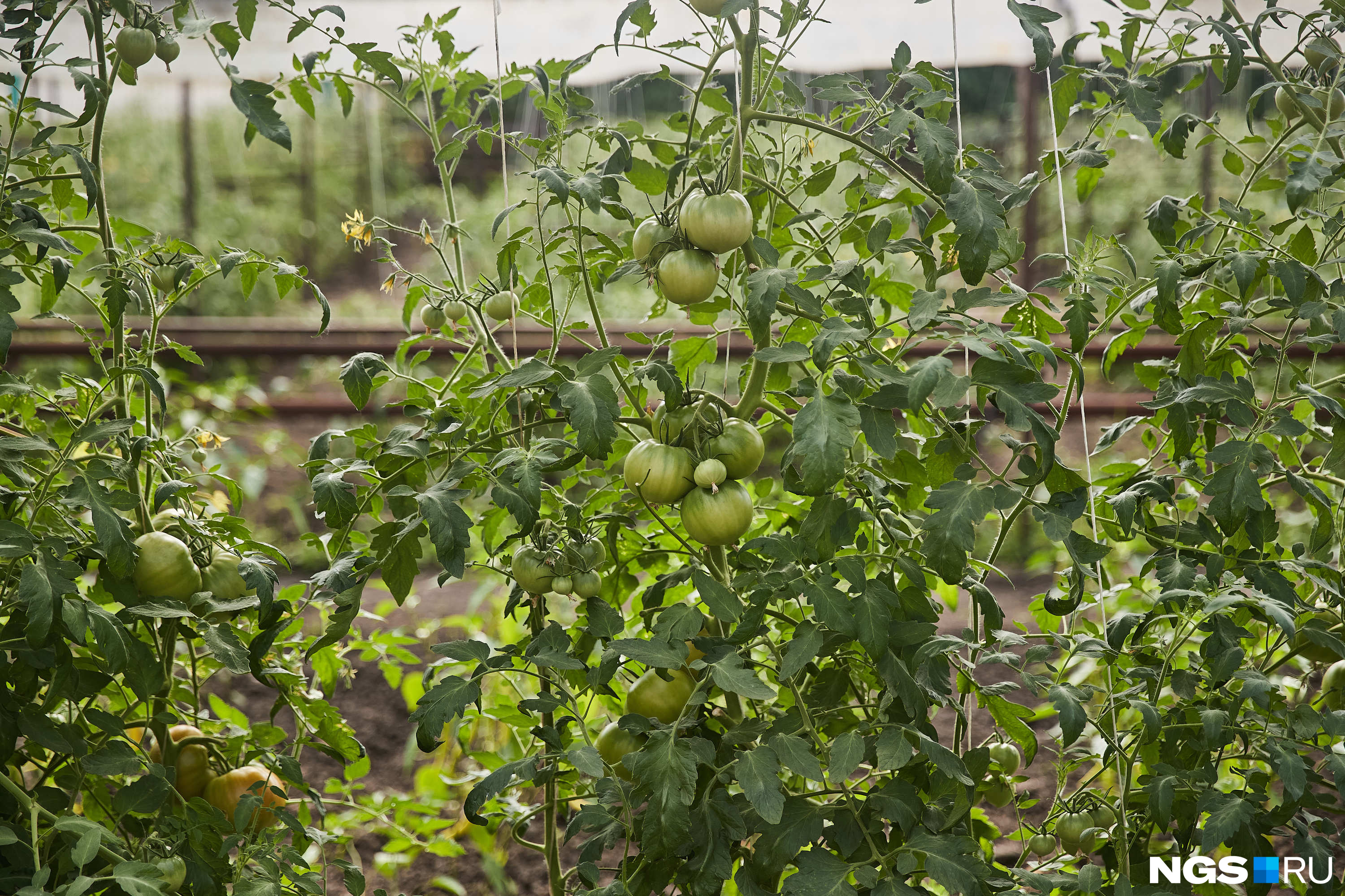 Хорошего урожая не ждите: что делать, если огурцы, томаты и чеснок начали желтеть