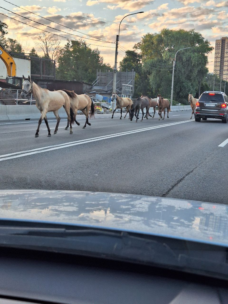 По Выборгскому шоссе бегал небольшой табун лошадей, держась в полосе