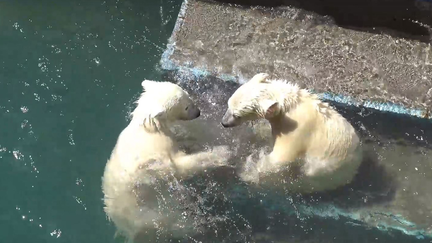 Белые медвежата повздорили после купания — умилительное видео из Новосибирского зоопарка