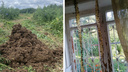 «Поля помета и полчища мух»: жители Ярославской области сообщили, что задыхаются от отходов птицефабрики