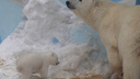 Постоянно у лап мамы: белые медвежата-двойняшки выходят на короткие прогулки — очень милое видео