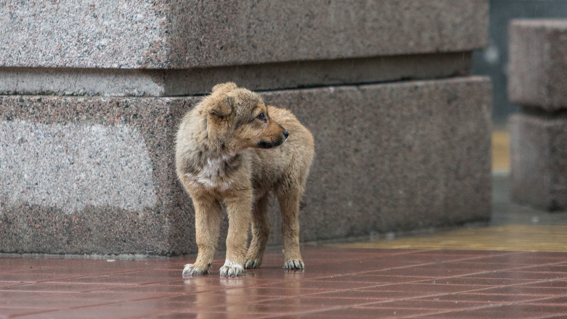 «Это направление задал президент»: волгоградский политолог объяснил причины трагедий с бездомными собаками