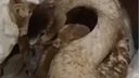 Лебедю, спасенному в Кургане, стало хуже. Волонтеры просят о помощи