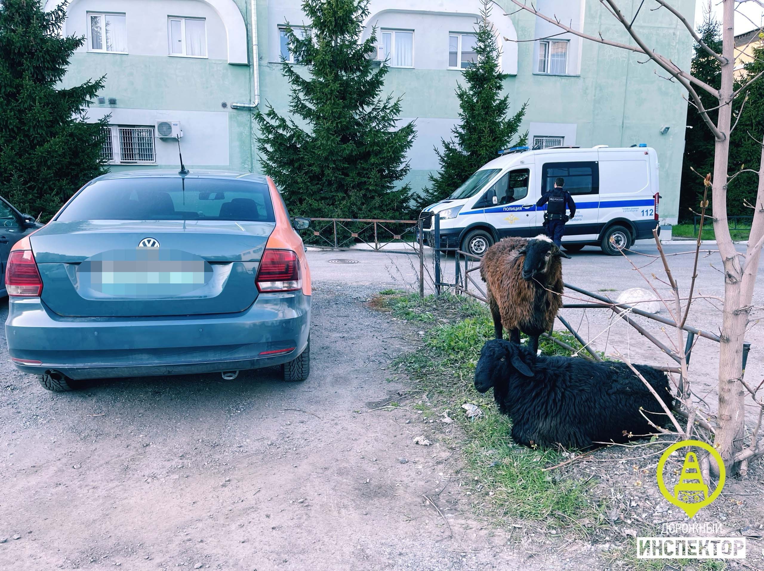 Барашков нашли в каршеринге на Парашютной в Петербурге - 2 мая 2024 -  ФОНТАНКА.ру