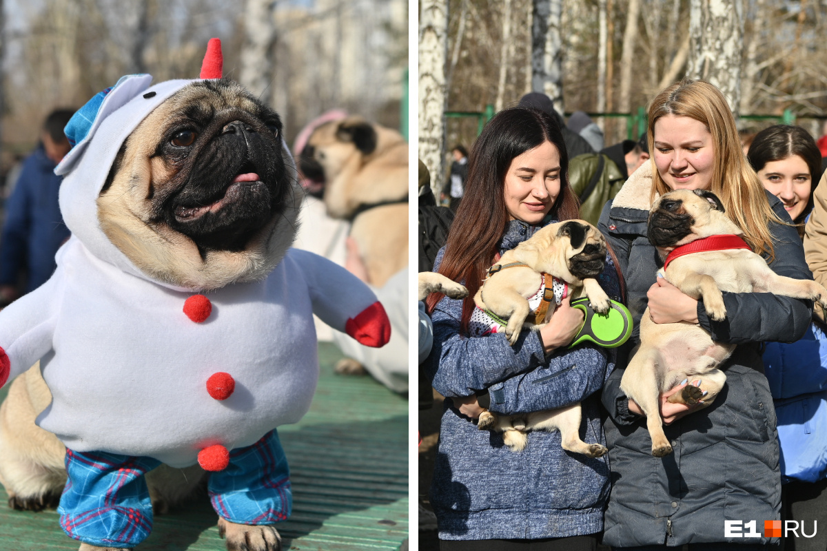 Екатеринбургский парк заполонили мопсы в забавных костюмах. Что происходит?