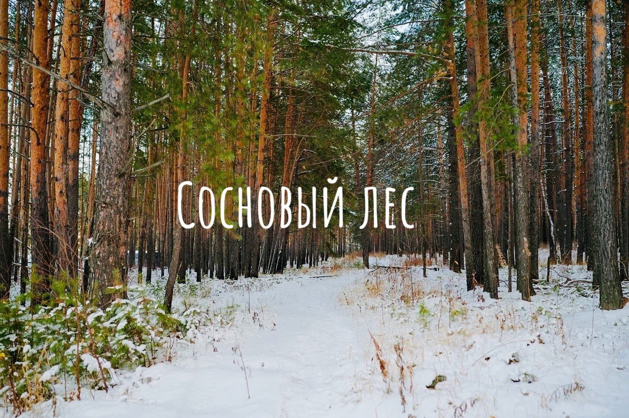 Жить в окружении леса — чем не исполнение заветной мечты? Жить в окружении леса — чем не исполнение заветной мечты?
