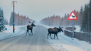 Новосибирские лоси переходят дорогу под специальным лосиным знаком: видео, где животные выглядят умнее людей