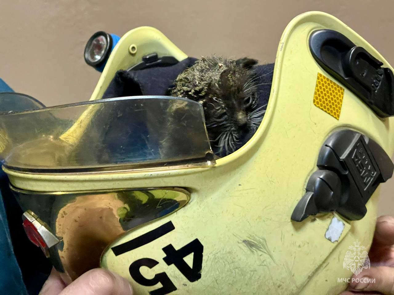 Прошел огонь и воду: в Петербурге пожарные спасли крохотного котенка