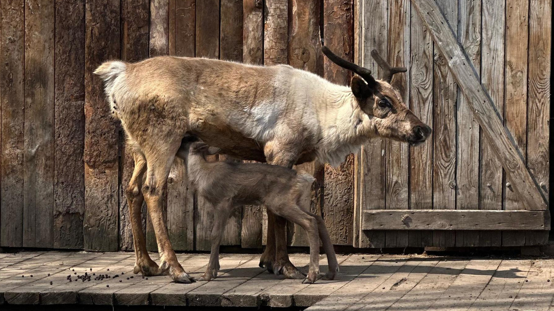 В барнаульском зоопарке родился олененок — показываем первые шаги малышки