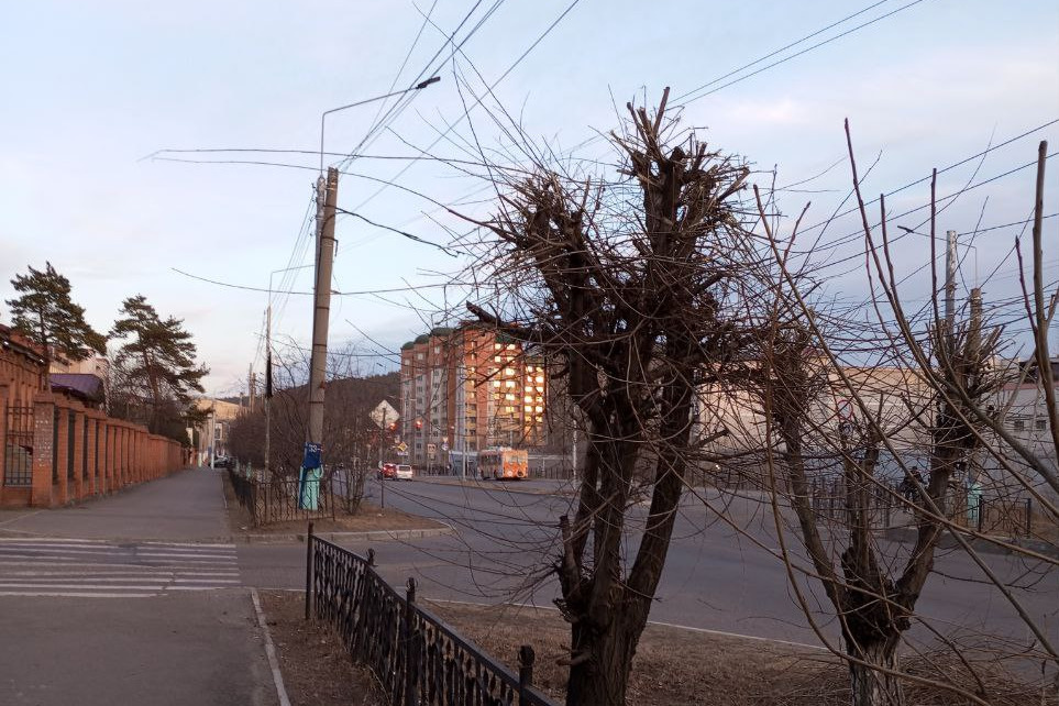 Десятки деревьев обрубили на улице Ленина