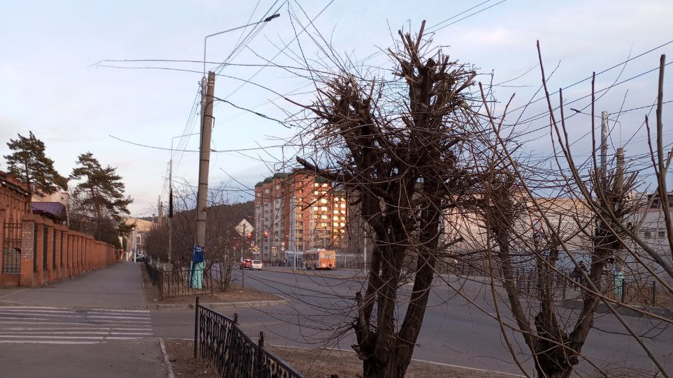 «Больно смотреть, как уродуют наш город». Десятки деревьев обрезали на улице Ленина