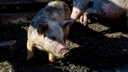На Южном Урале подтвердили вспышку африканской чумы свиней