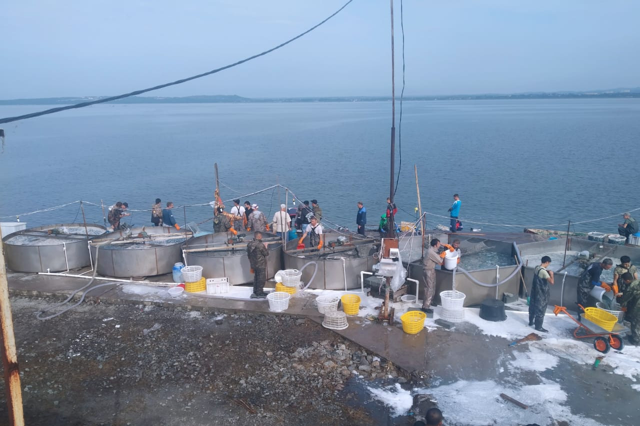 Каждый год с июля по конец сентября на берегу бухты Угловой кипит работа — медуз помещают в огромные бочки и солят