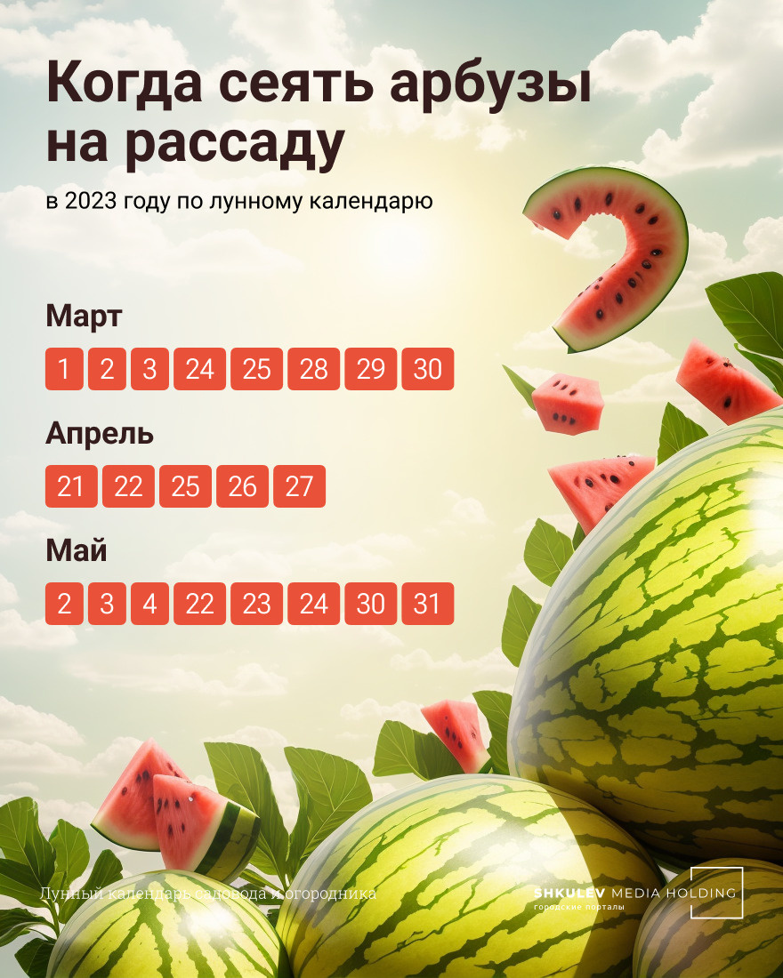Как вырастить арбуз в теплице: советы экспертов - 13 марта 2023 - НГС