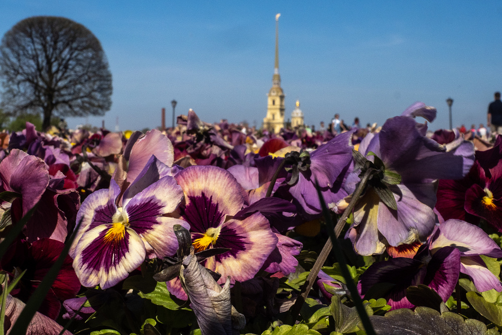 Больше 5,5 миллиона цветов высадят в Петербурге
