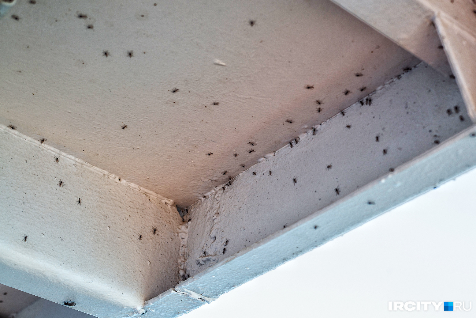 В Екатеринбурге появились опасные насекомые. Они выгрызают кожу людей и любят жару