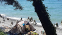 Где купаться? Публикуем список лучших пляжей Сочи с адресами