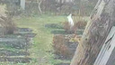 «Доедают оставшийся урожай»: зайцы устроили нашествие на огороды новосибирских дачников — звери уже в белых шубках